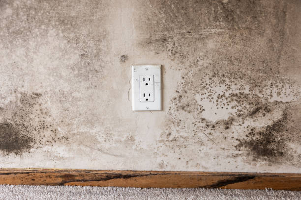Best Industrial Mold Remediation  in Pelham, GA